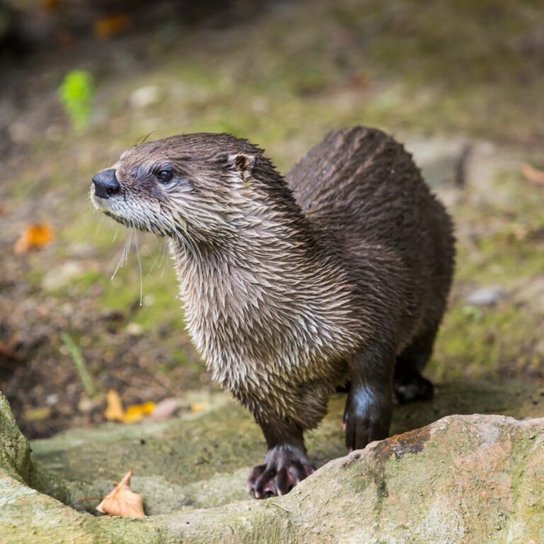 A Very Special Otter