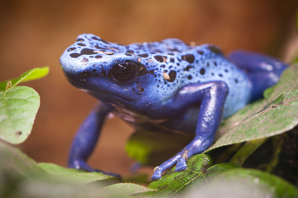 De tien meest giftige dieren ter wereld - Onderwijs van Morgen