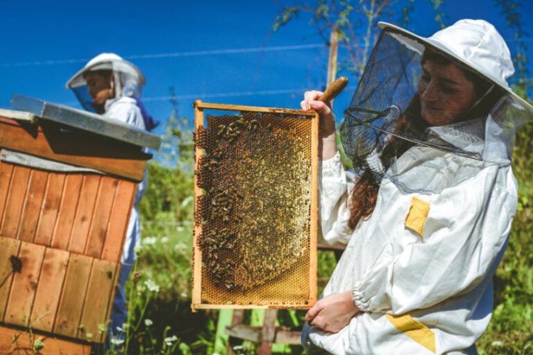 honingraat Engels bijen imker Malmberg Actueel