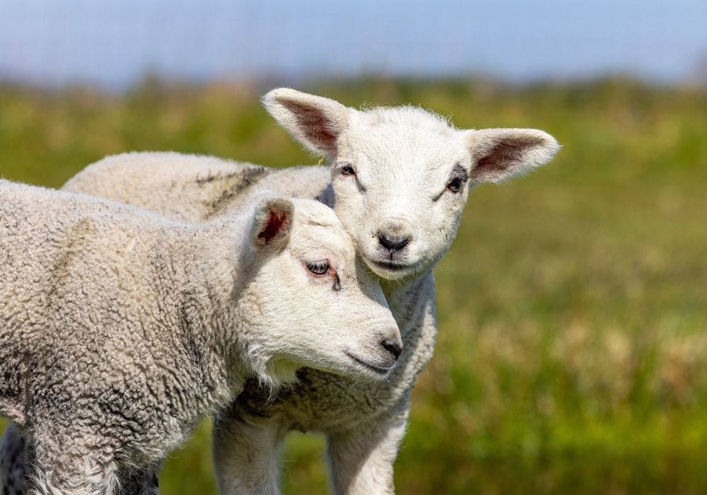 Lambing Season