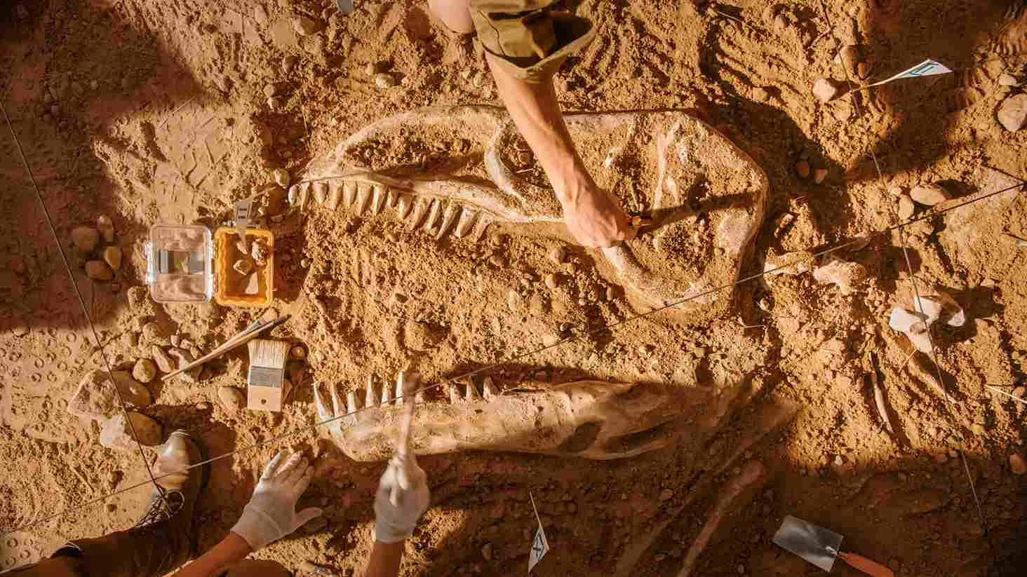 Fossiel van dinosaurus gevonden die omkwam door meteorietinslag