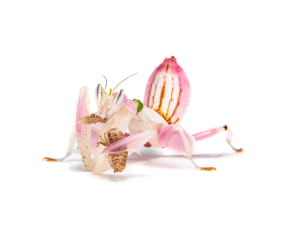 Orchidee-bidsprinkhaan