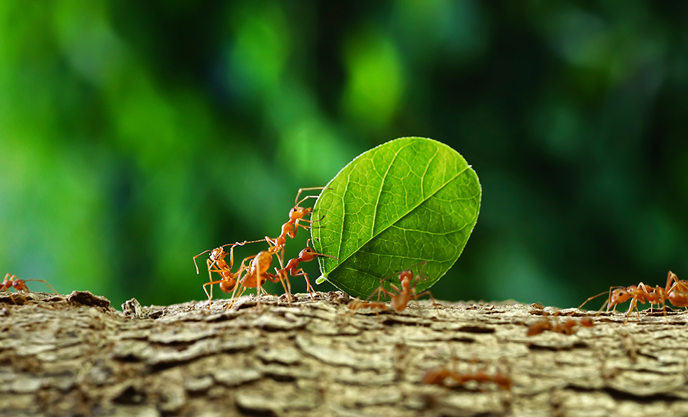 Mieren met blad op hun rug