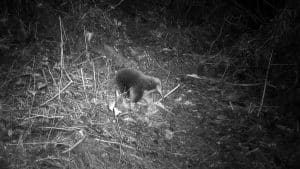 attenborough vachtegel