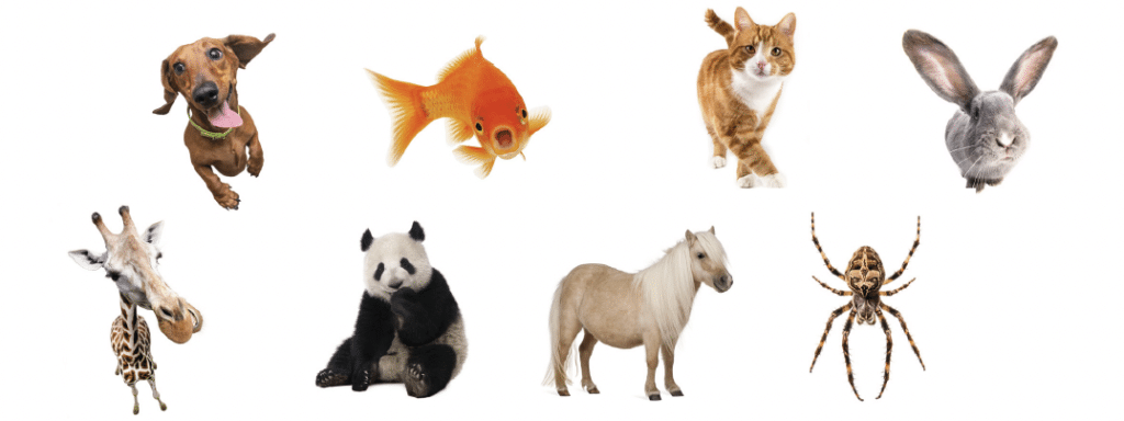 8 dieren