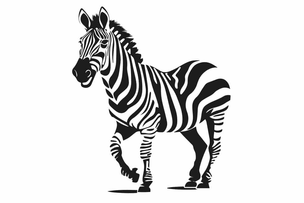 Een zebra
