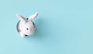 Konijn komt uit blauwe achtergrond