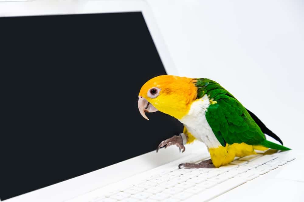 Kleine pratende vogel