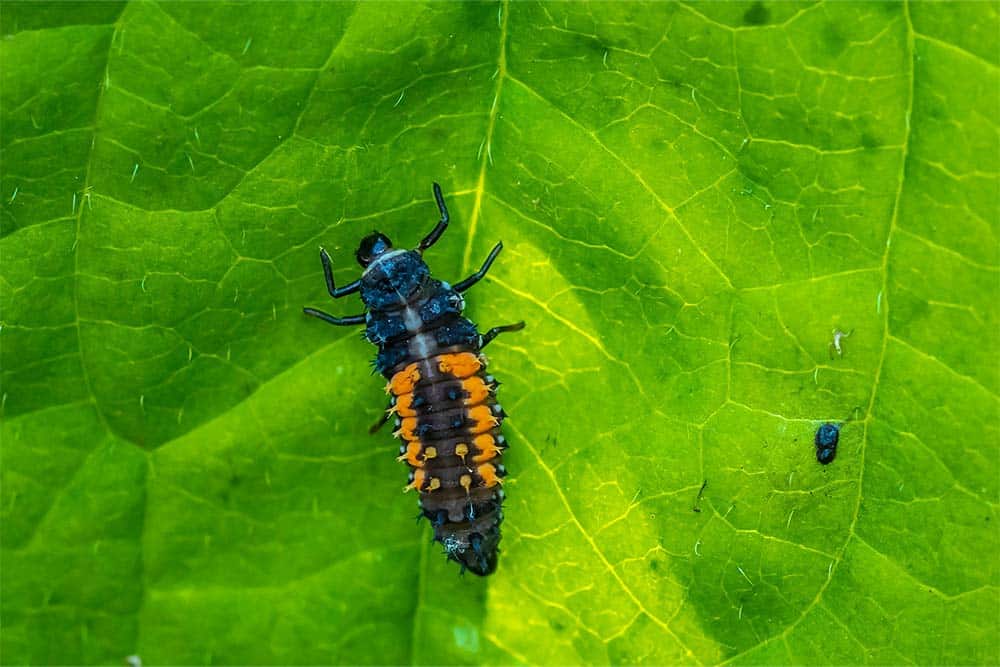 De larve van een lieveheersbeestje