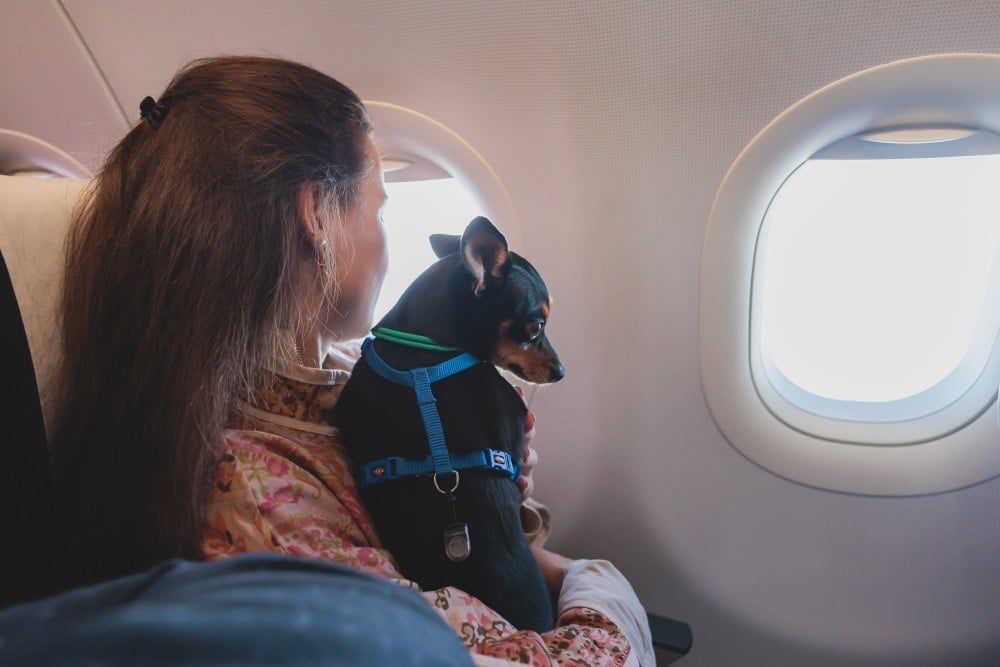 Hond op schoot in vliegtuig