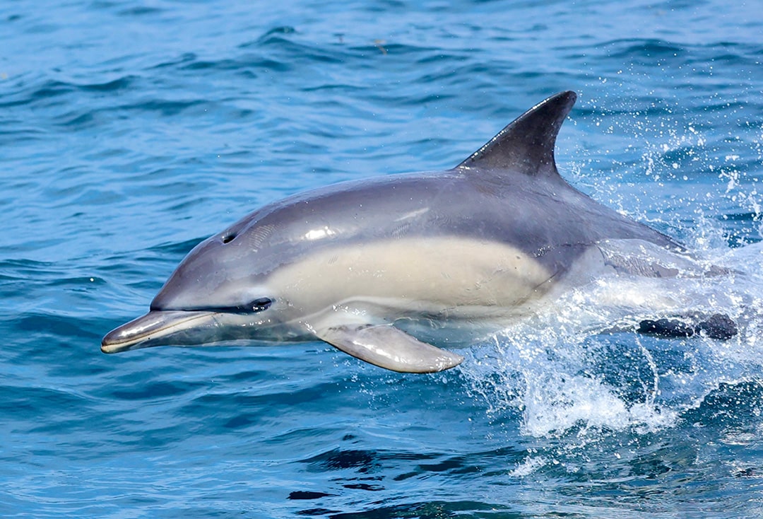 Dolfijn zwemt na weken in Noordzeekanaal weer richting open zee