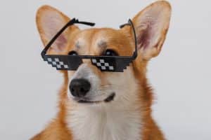 Een hond met een zonnebril