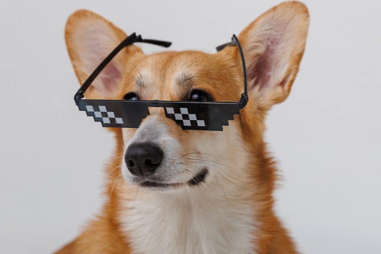 Een hond met een zonnebril