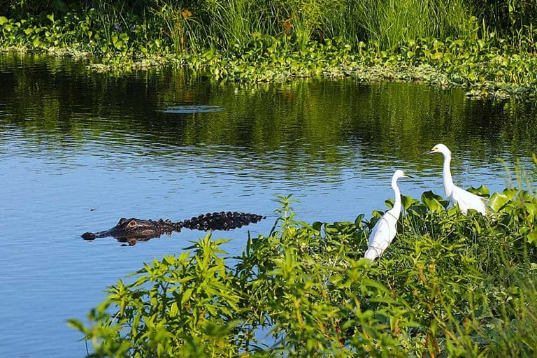 Een krokodil in het water