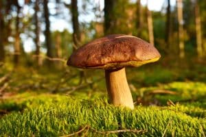 Paddenstoel in het bos