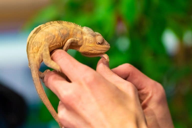 Een man houdt een kameleon vast