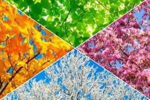 Een boom in vier seizoenen