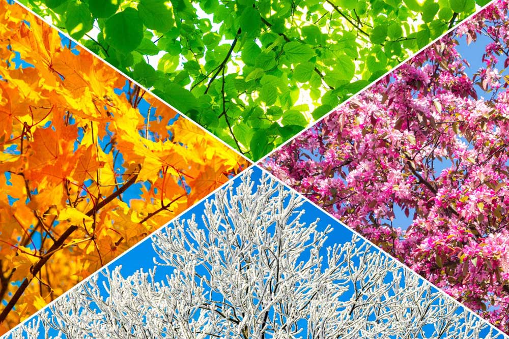 Een boom in vier seizoenen