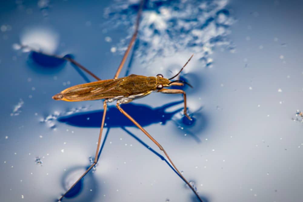 Een insect op het water